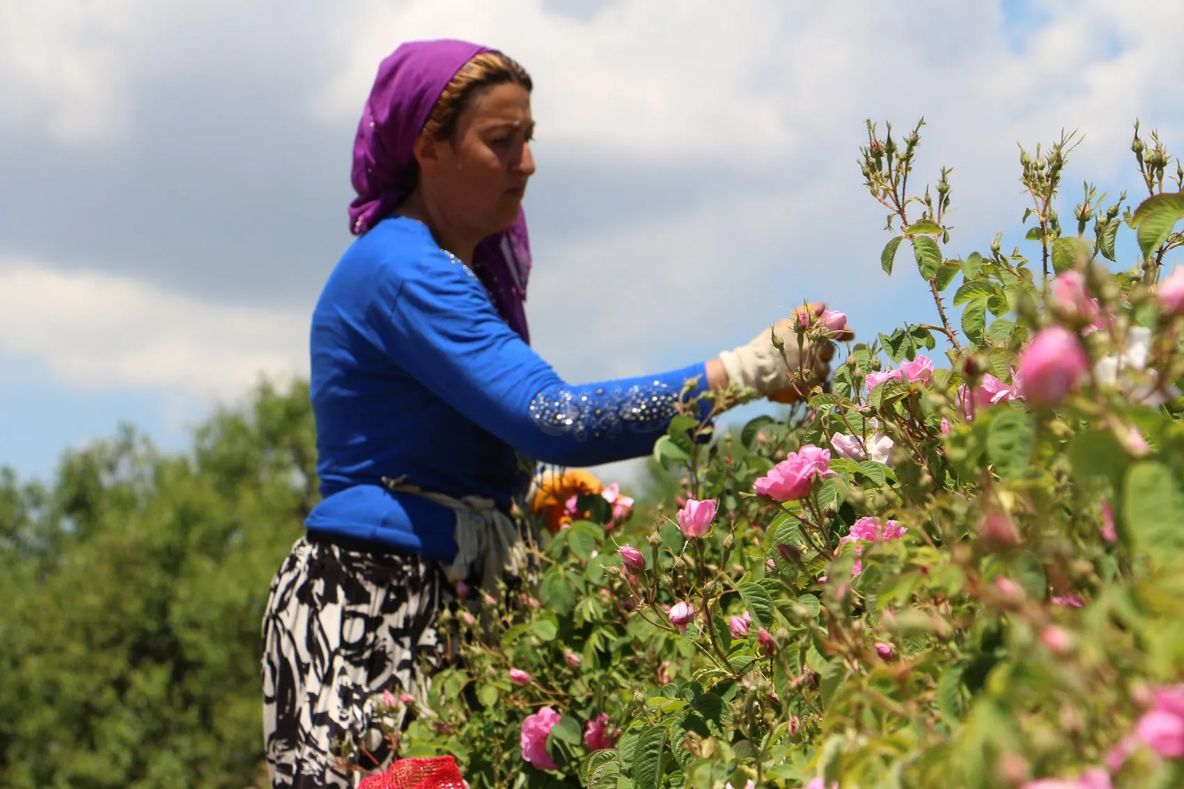 Isparta gül bahçelerinde hasat dönemi başladı