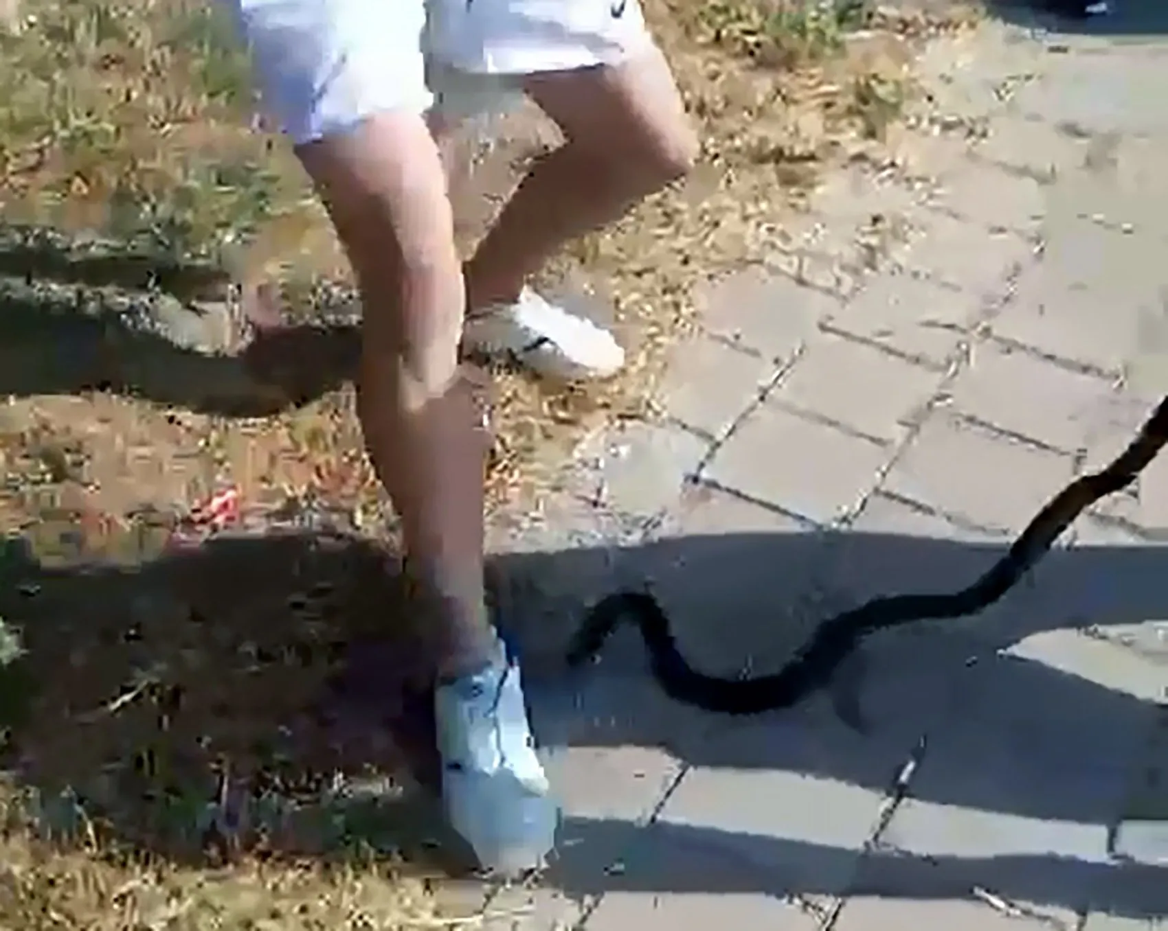 Adana'da nehir kenarında yılan vahşeti