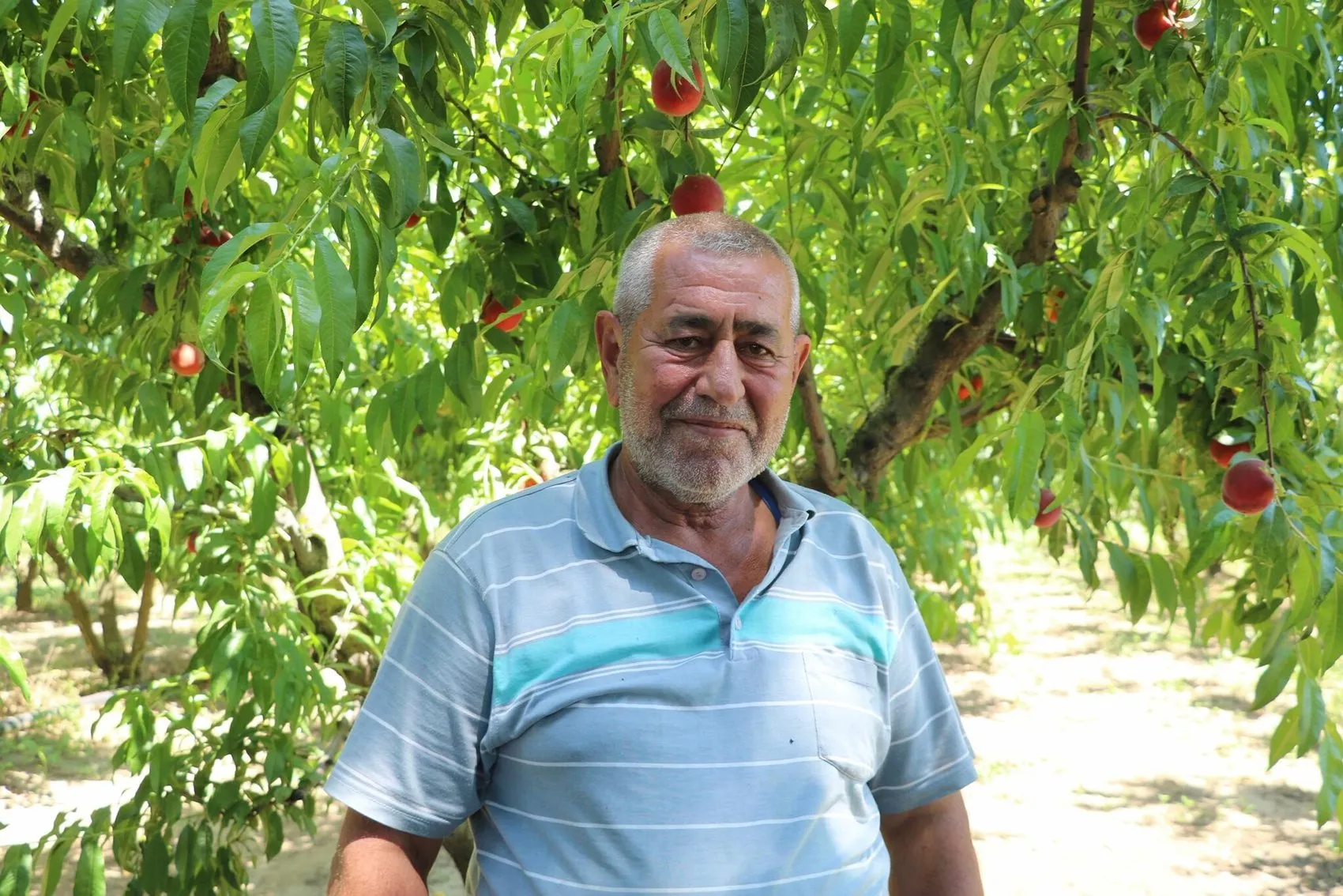 Kemalpaşa şeftalisinde bereketli sezon Rekolte yüz güldürecek