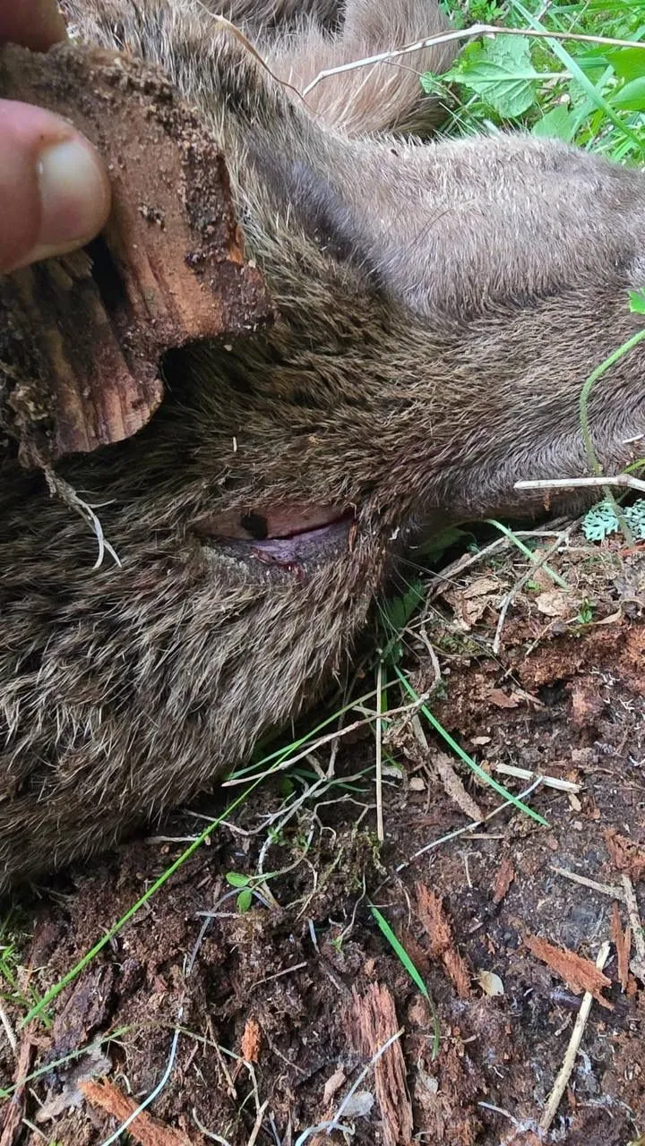 Artvin’de ayı saldırısına uğrayan köylü nacakla hayatını kurtardı