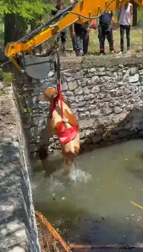 Malatya’da sulama havuzuna sıkışan hamile inek kurtarıldı