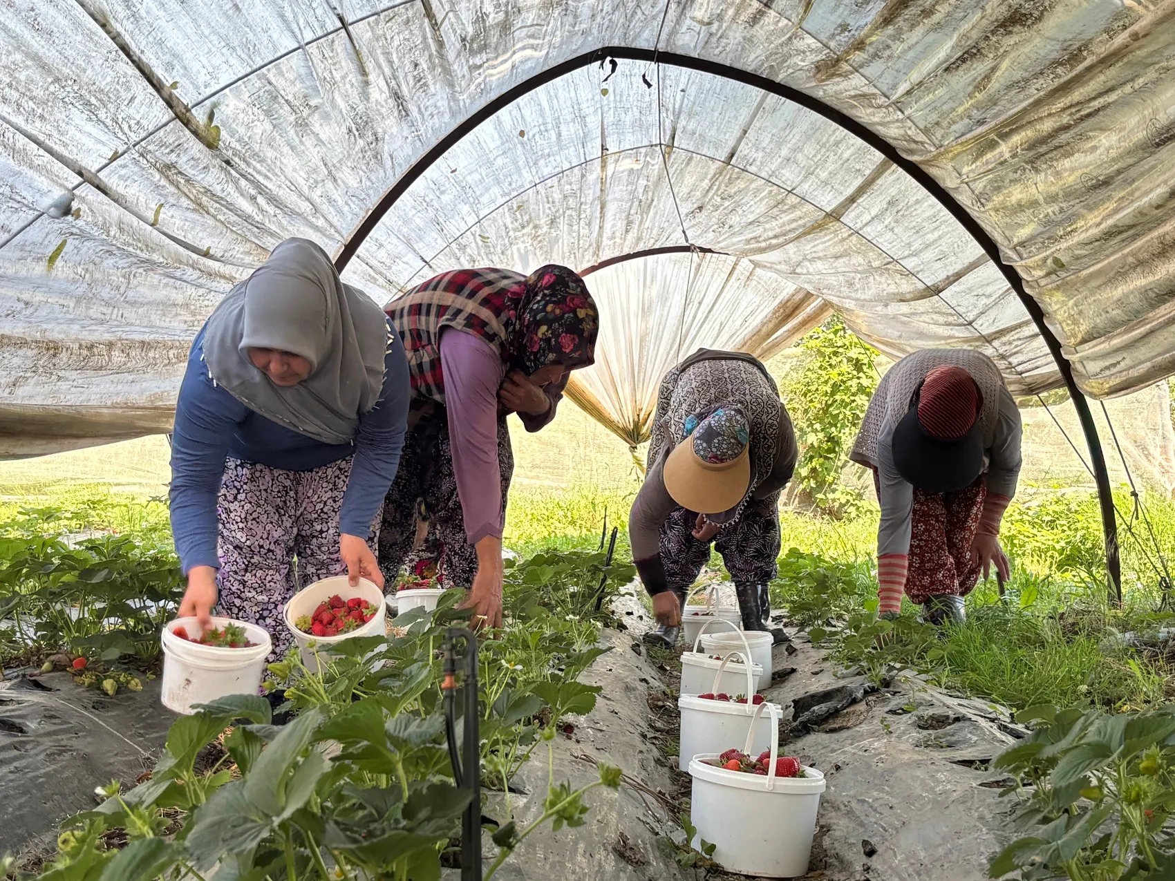 Bursa Kestel’de çilek hasadı tarlada 170 liradan başladı