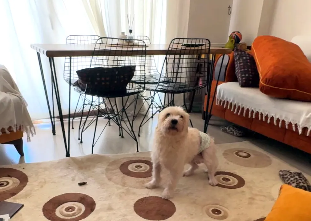 Avcılar'da eve giren hırsızlar kedileri ve köpekleri mutfağa hapsetti