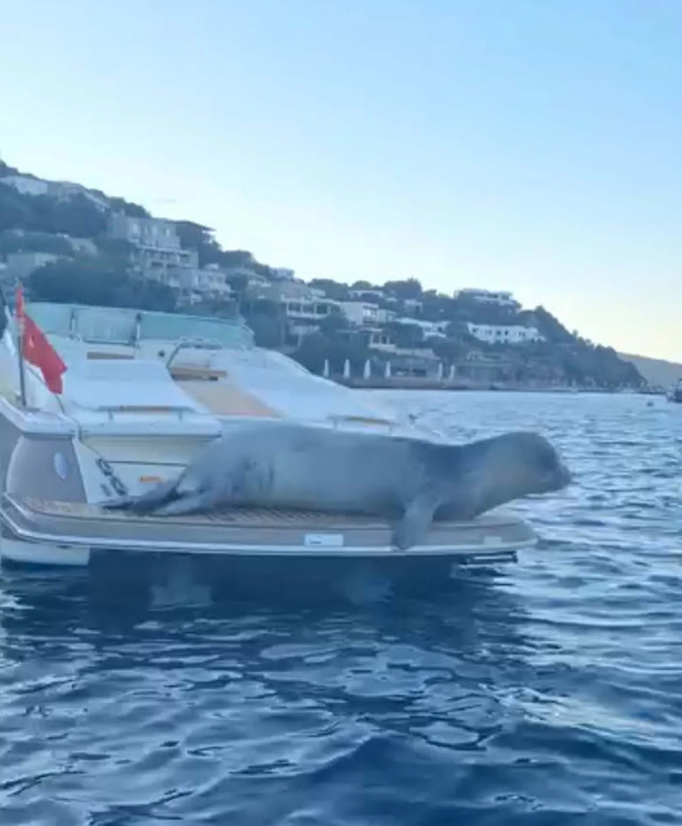 Bodrum açıklarında misafirimiz var