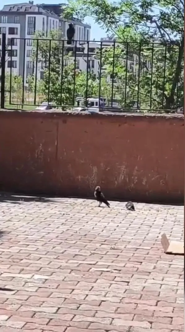 Arnavutköy'de okulun havalandırma boşluğuna düşen yavru karga kurtarıldı