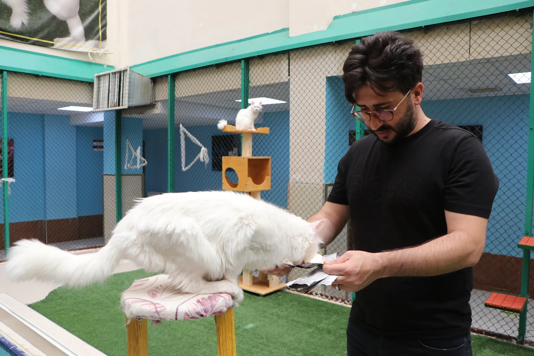Van Kedileri İçin Hareketli Günler Başladı