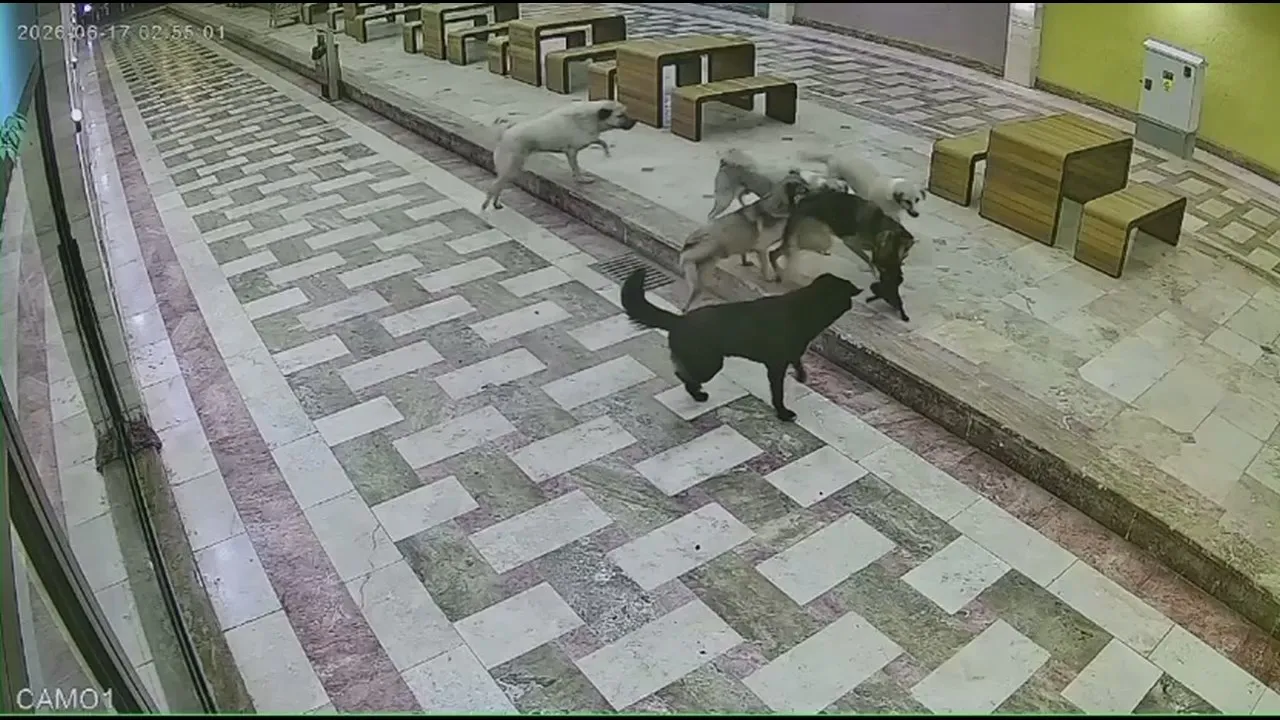 İskenderun çarşısında 6 köpeğin saldırısına uğrayan kedi can verdi