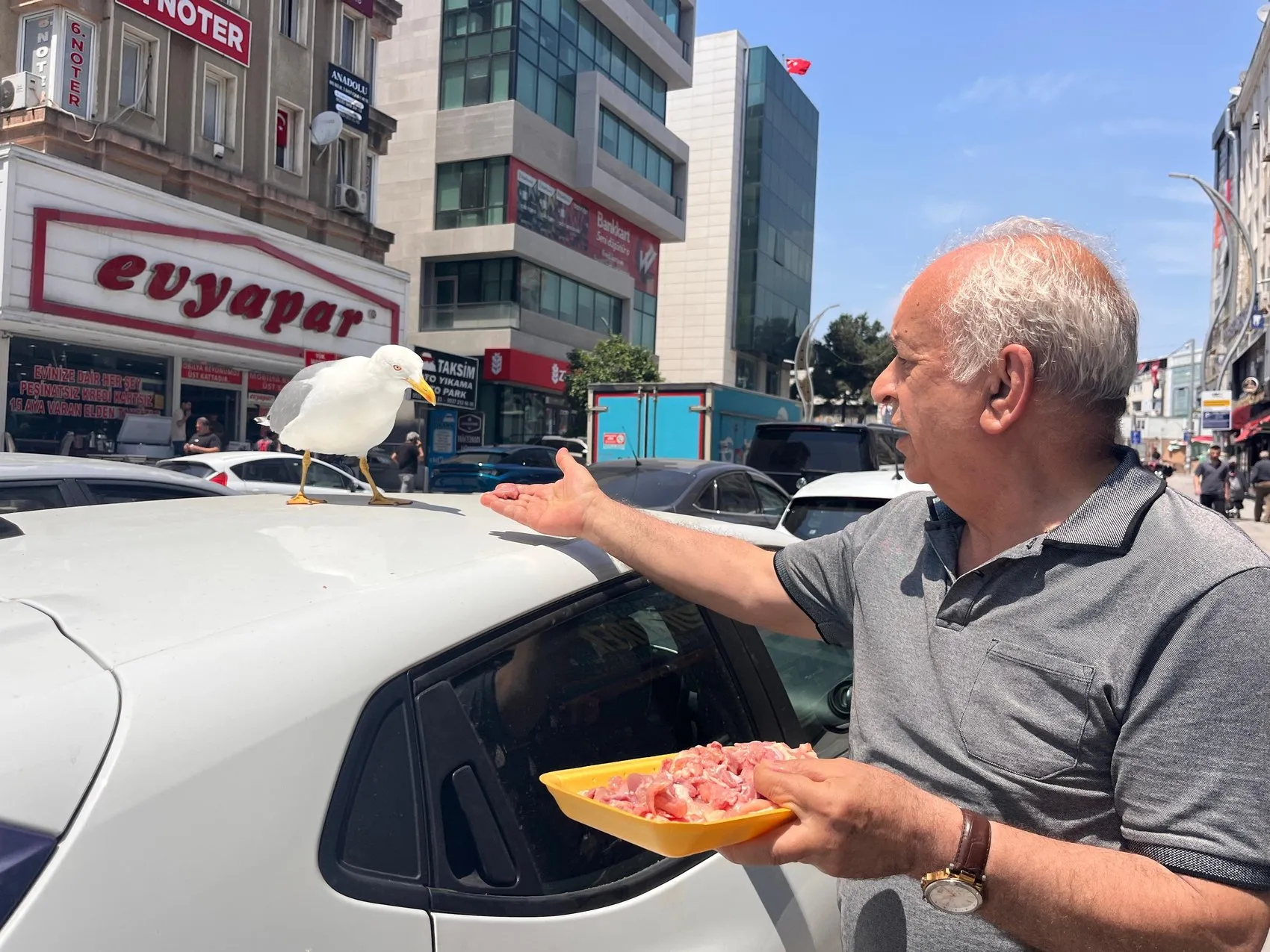 Gebze’deki kebapçının çatısından inen martı Pamuk mahalleli oldu
