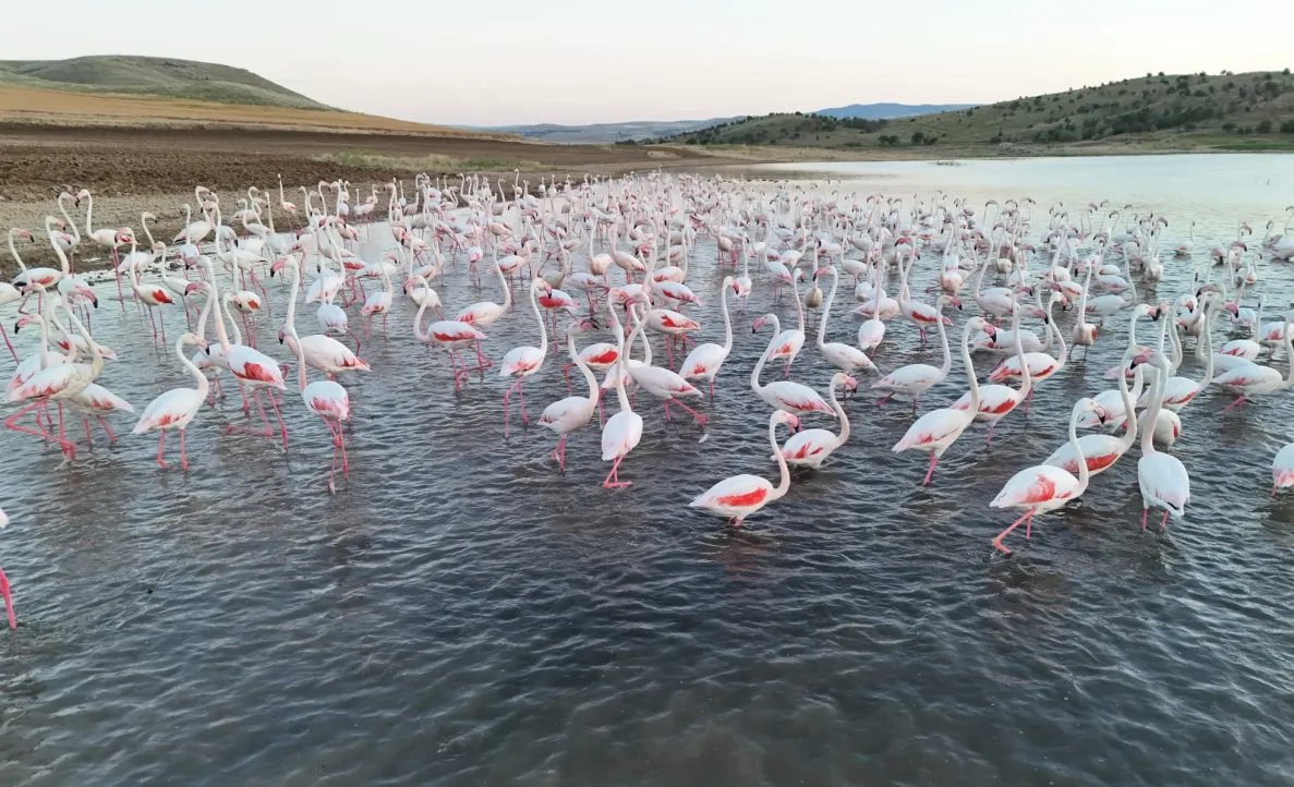 Flamingoların göç molası Aksaray semalarını renklendirdi
