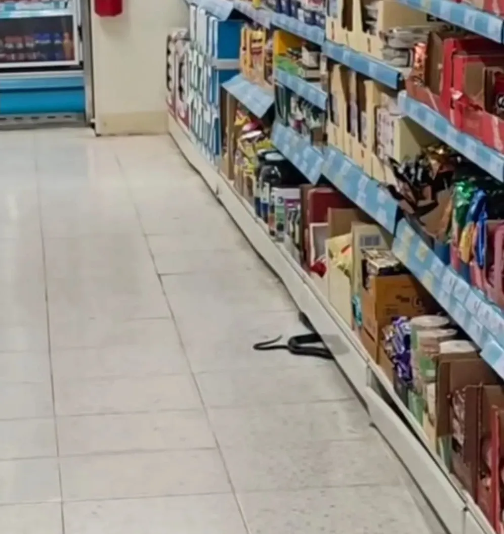 Andırın'da market rafında yılan paniği