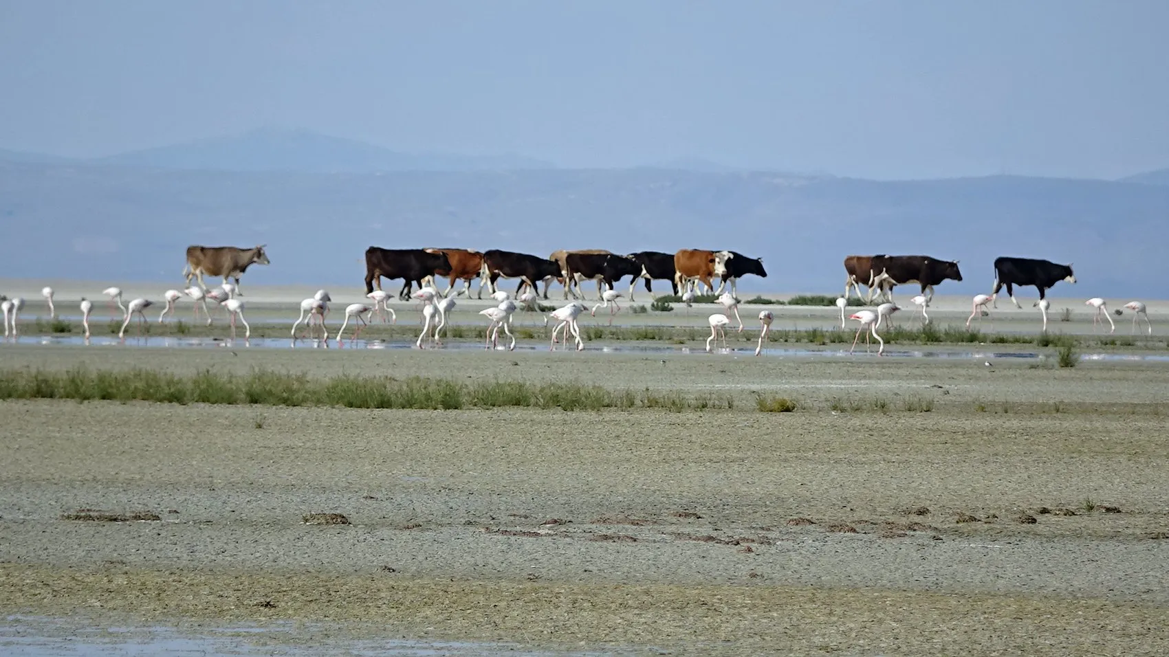 Tuz Gölü flamingo nüfusunda büyük artış yaşanıyor