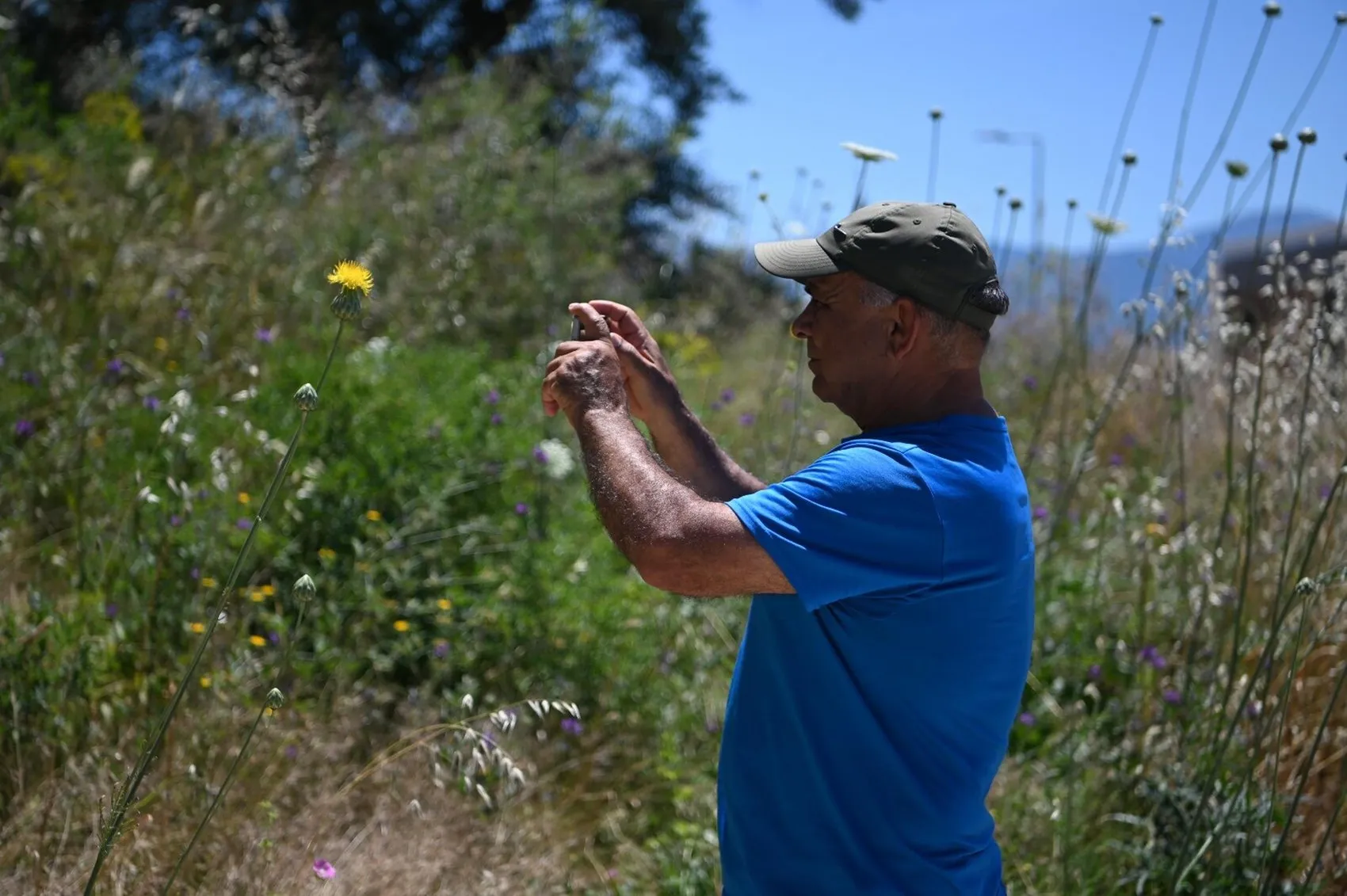 Kuşadası'nın nadir çiçeği Tülüşah açtı Koparmanın bedeli 700 bin liraya yakın