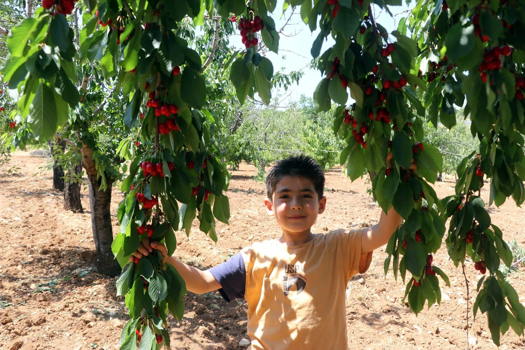 Gaziantep kirazında hüsran Üretici zararda, tüketici yüksek fiyatla karşı karşıya