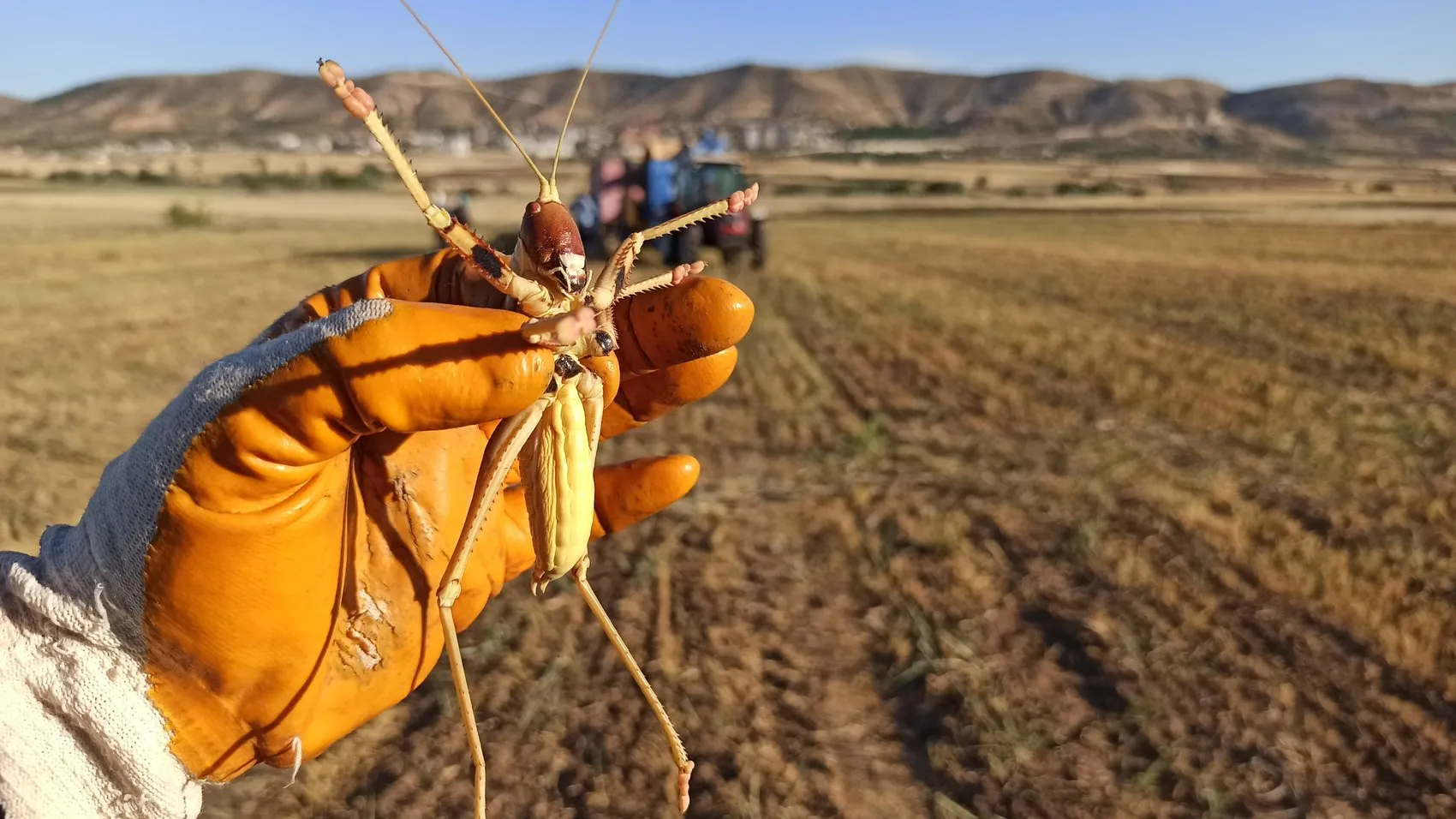Batmanlı çiftçi tarlada bulduğu dev çekirgeyi etle besledi