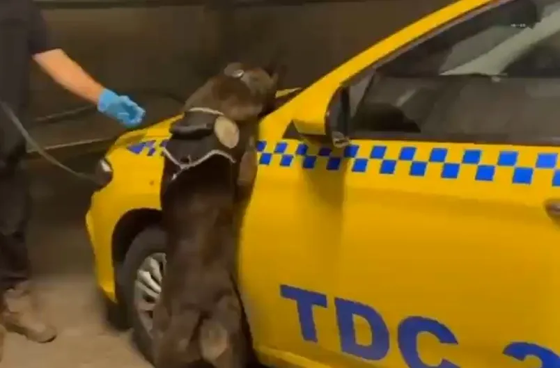 Düzce girişinde polise takılan takside 3 milyonluk zehir çıktı