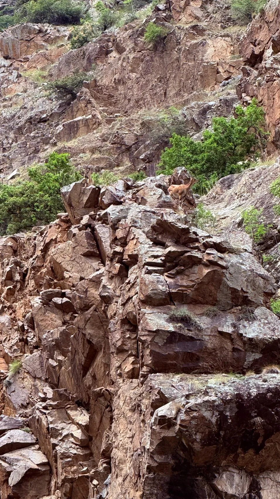 Artvin’de dereye uçan araçtaki baba ve oğul 6 gündür aranıyor