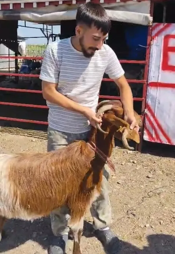 Osmaniyeli besicinin keçisi görenleri hayrete düşürdü