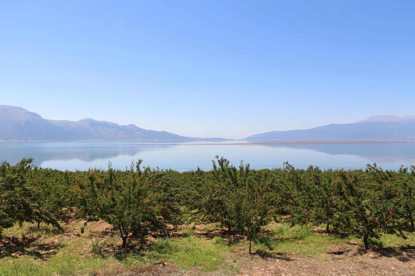 Isparta’da kayısı bereketi Üretici bu yıl zararı unuttu