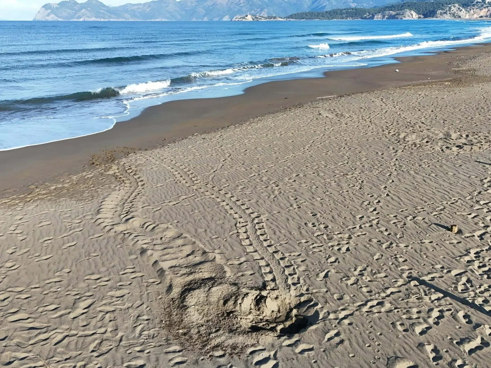 İztuzu Plajı’nda caretta caretta mesaisi hız kazandı