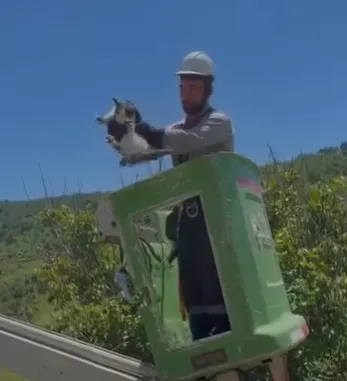 Amasya'da direğe çıkan kedi için enerji kesildi