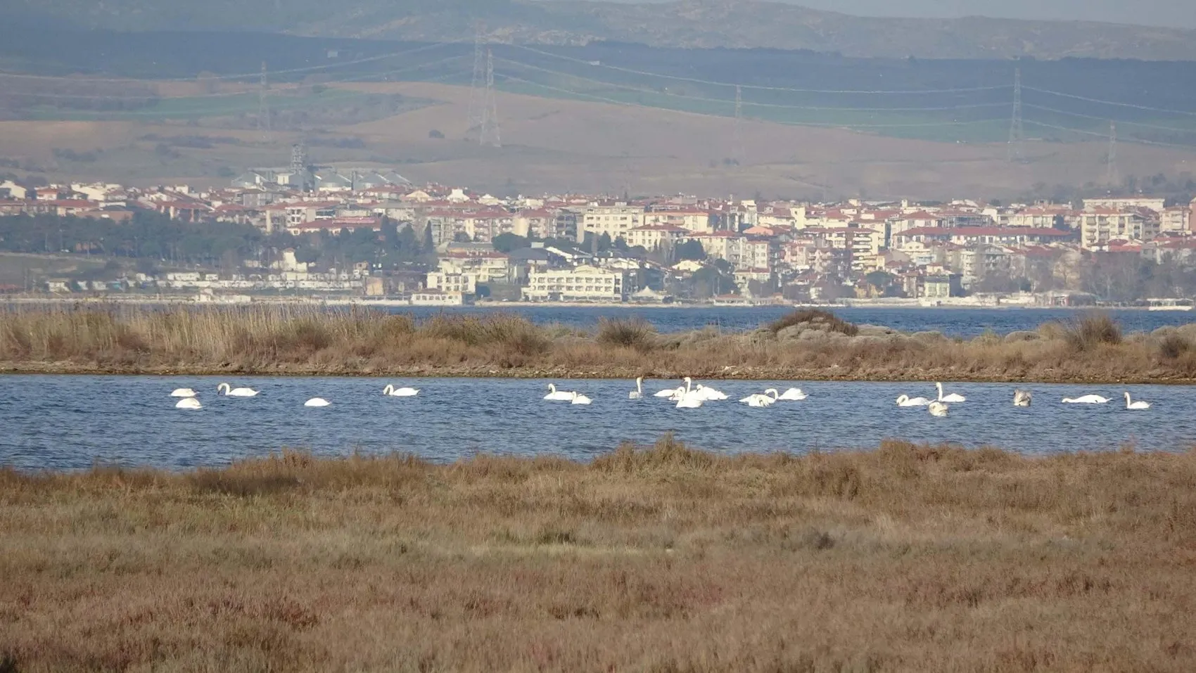Gökçeada'daki göçmen kuşların sayısında keskin bir düşüş yaşanıyor