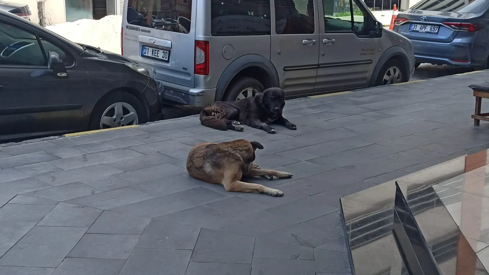 İskenderun çarşısında 6 köpeğin saldırısına uğrayan kedi can verdi