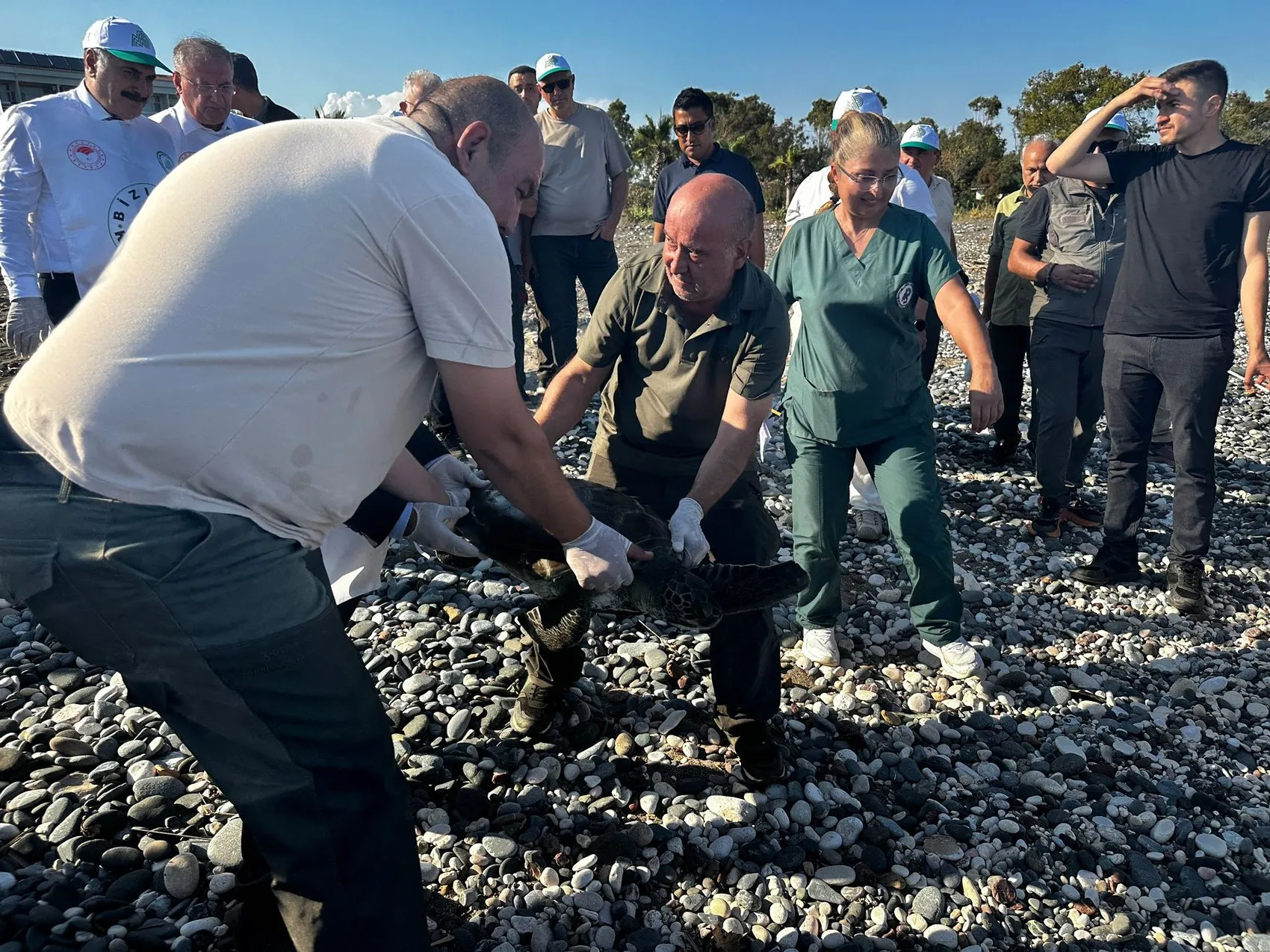 Mersin'de üç deniz kaplumbağası bir yıllık tedavinin ardından özgürlüğüne kavuştu