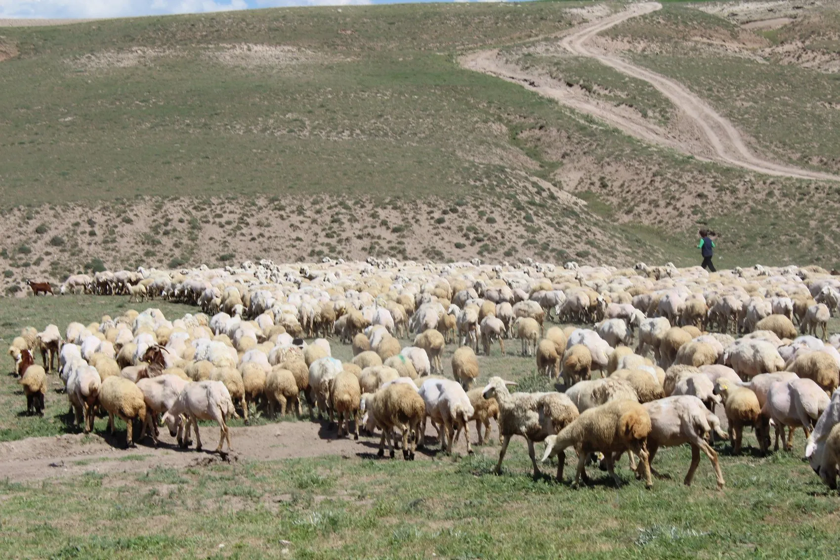 Aksaray hayvancılığında çoban krizine resmi çözüm geldi