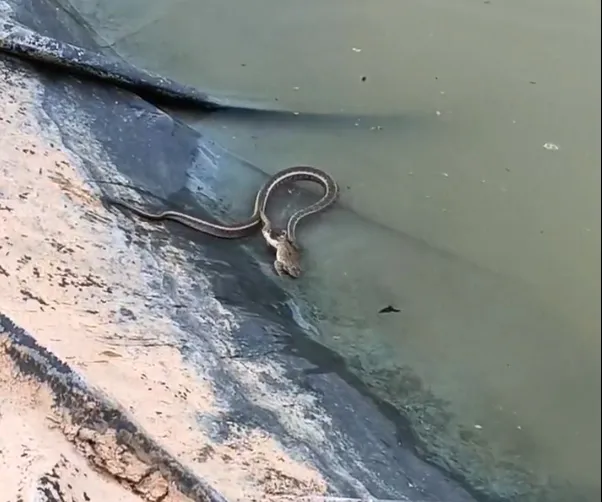 Edirne’de bir su yılanının kurbağa avı hüsranla bitti