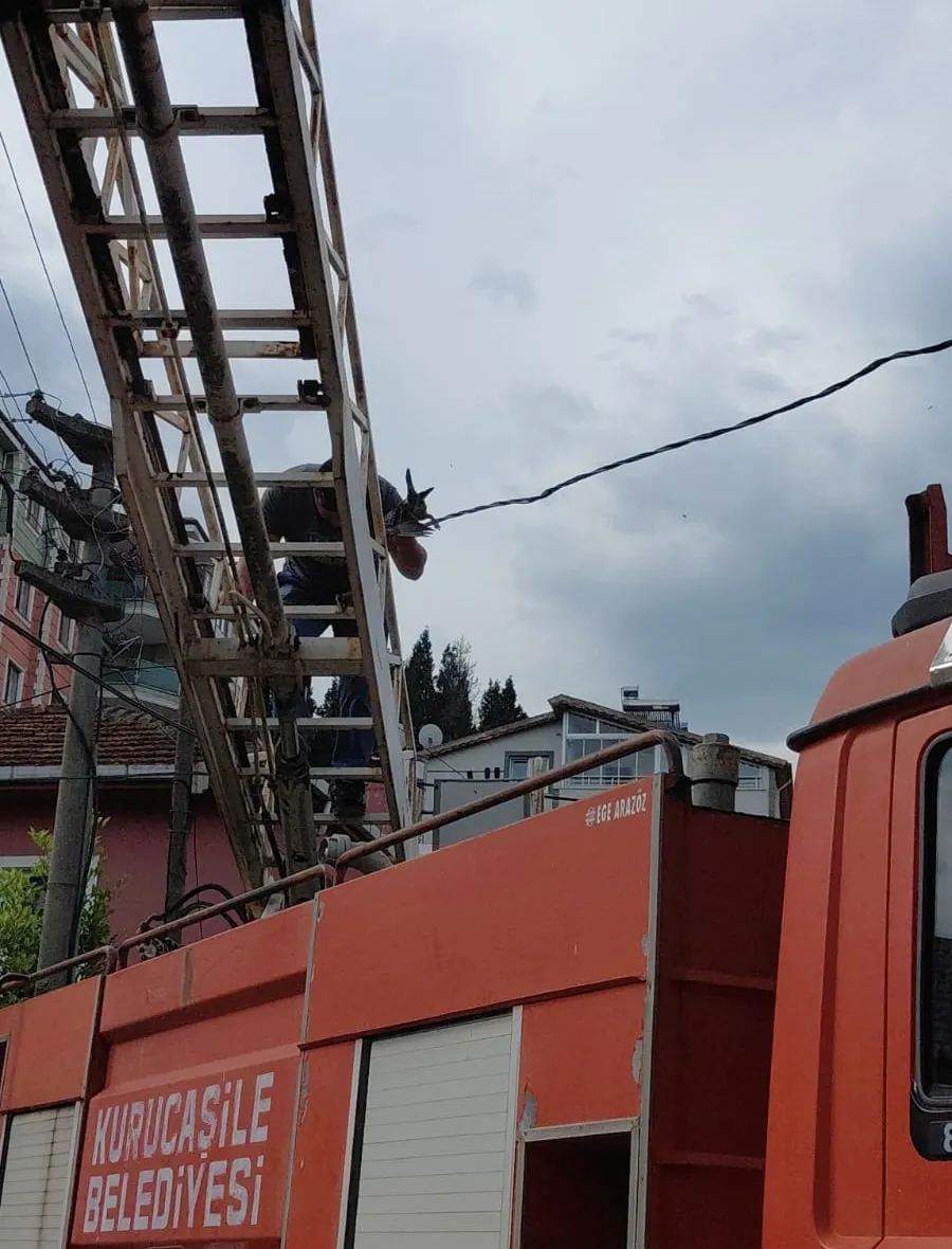 Bartın'da elektrik tellerine takılan güvercini berber kurtardı