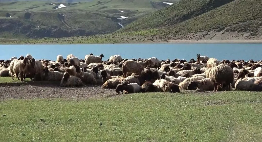 Göçerlerin sıcaktan kaçış rotası Bitlis yaylaları oldu