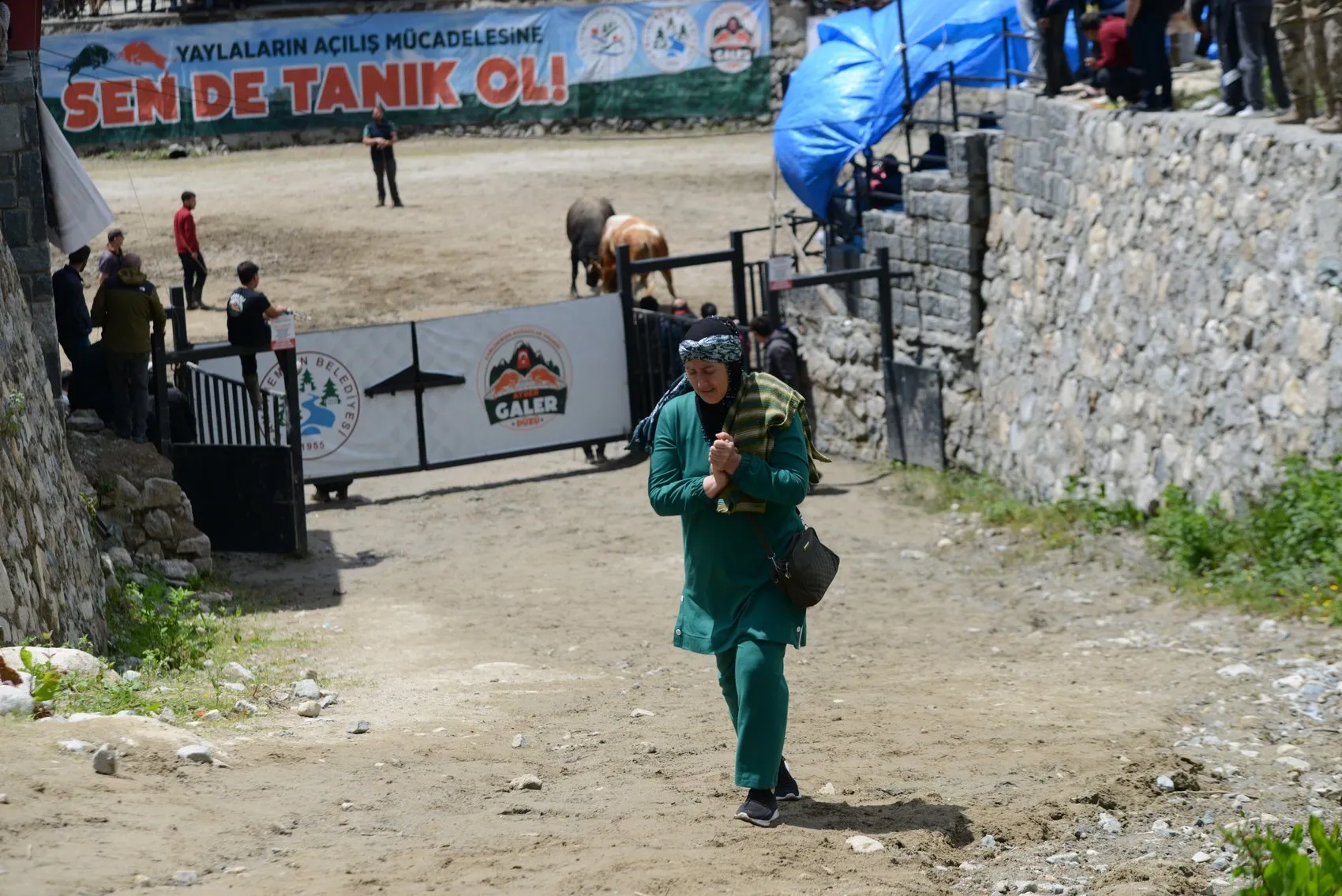 Ayder Yaylası’nda boğalar arenaya çıktı