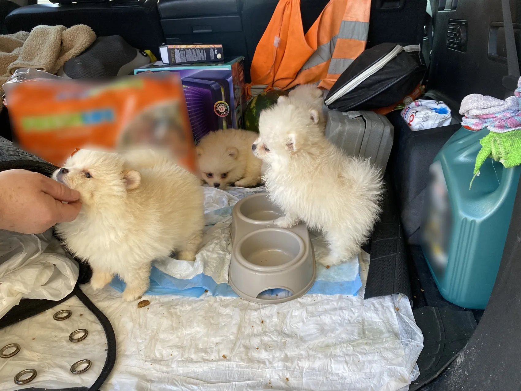 Kapıkule sınırında kaçak köpek operasyonu