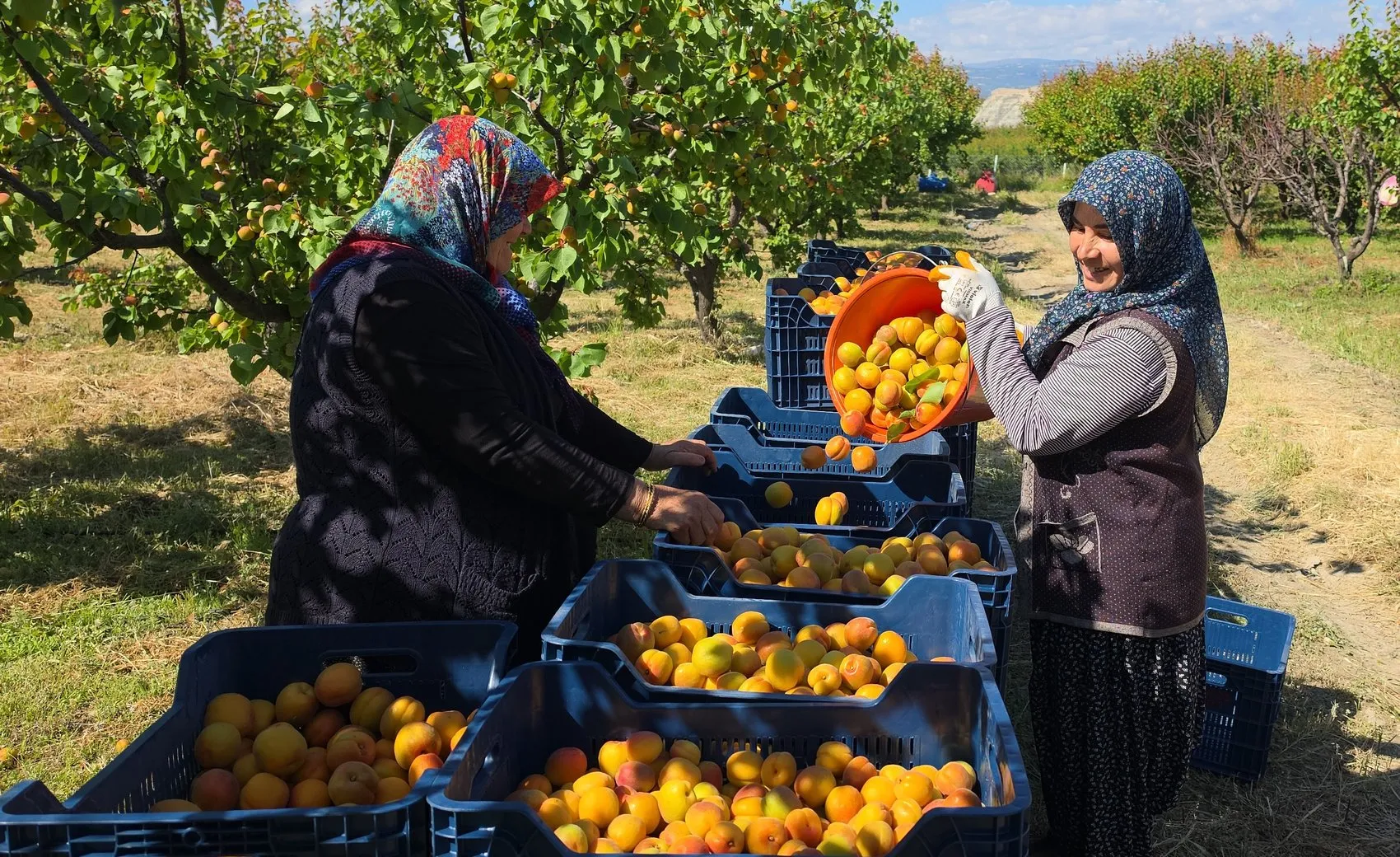 Mut kayısısında bolluk dönemi Üretici rekolteden memnun