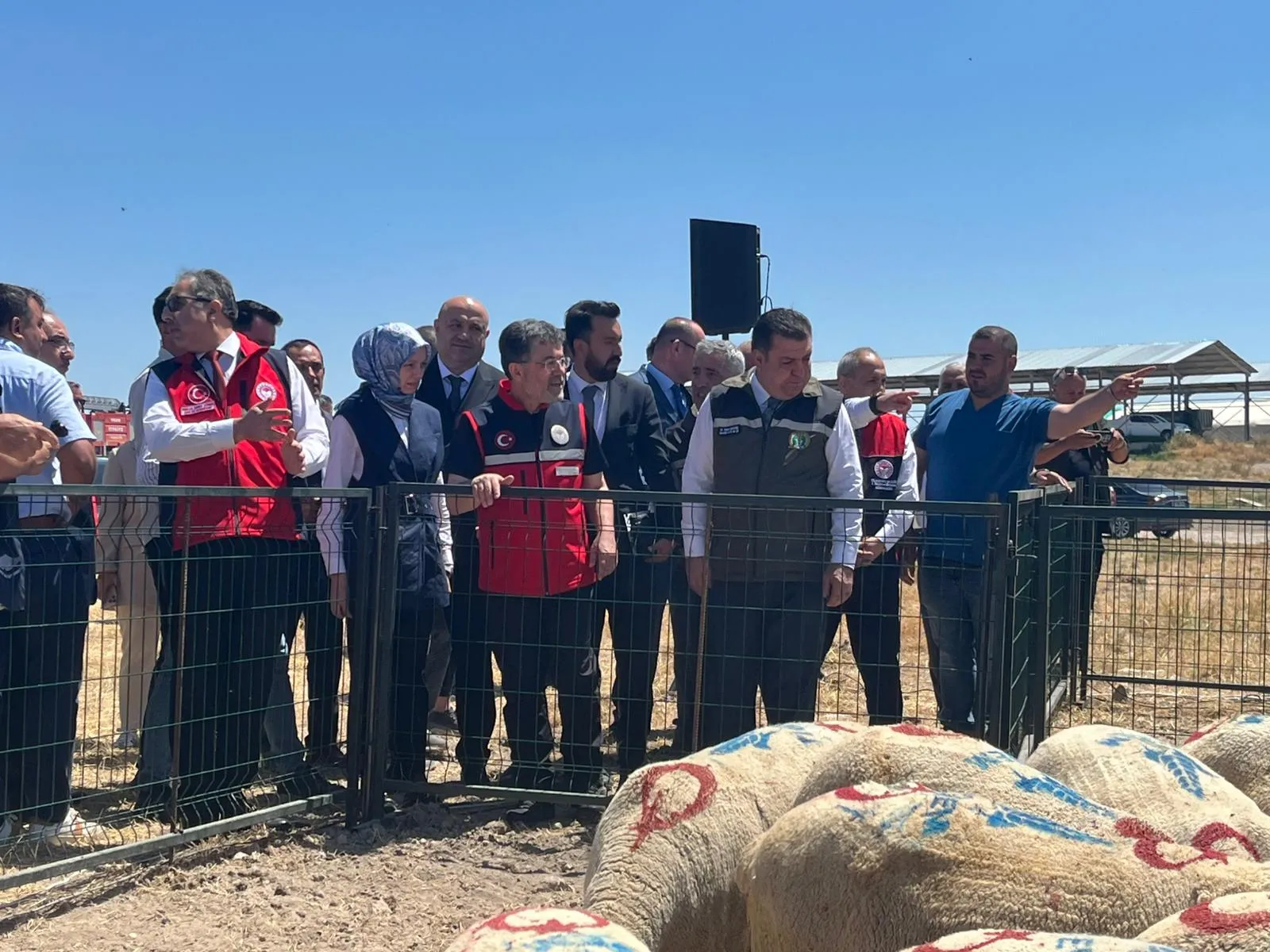 Kırsalda üretime 160 bin başlık destek paketi başladı