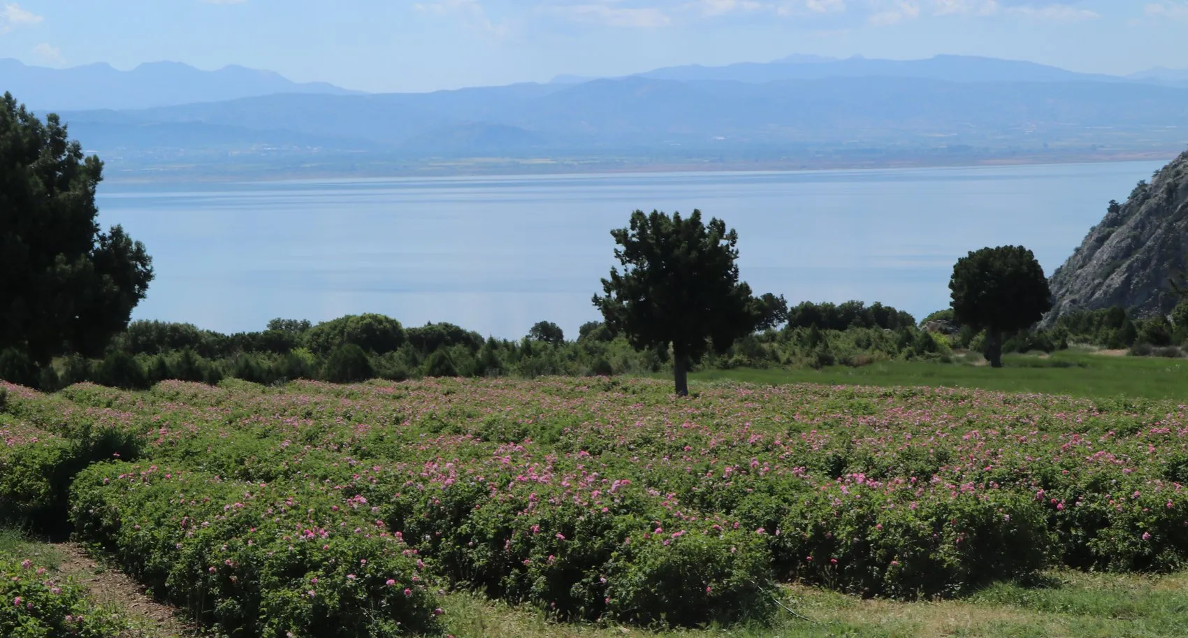 Burdur Gölü kıyısında sezonun ilk gül hasadı başladı