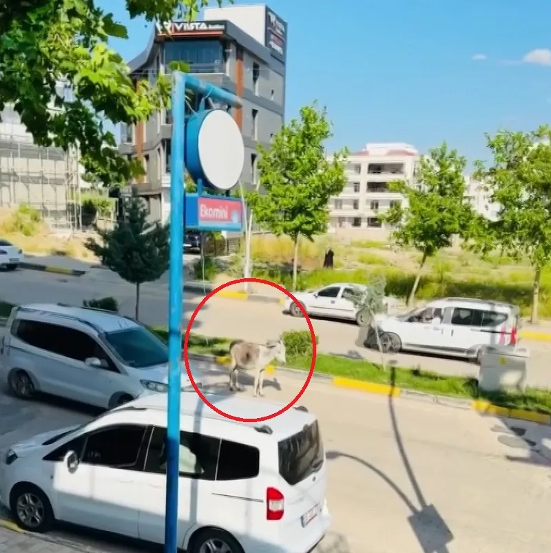 Ergani trafiğini bir eşek durdurdu