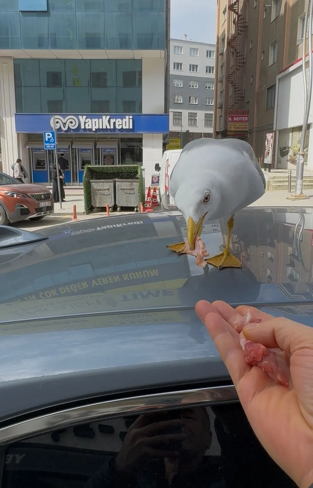 Gebze’deki kebapçının çatısından inen martı Pamuk mahalleli oldu