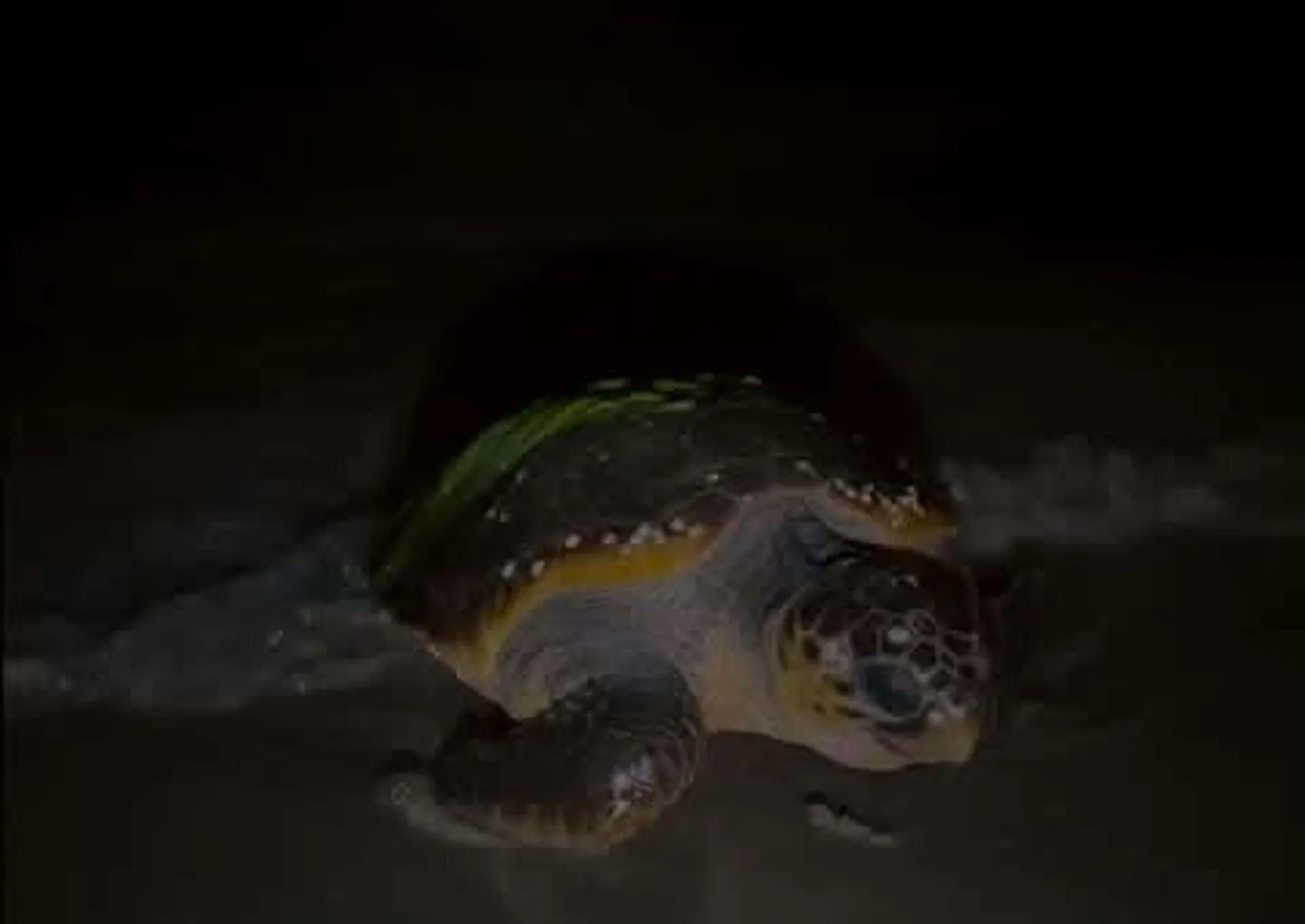 Didim sahillerine sürpriz ziyaretçi