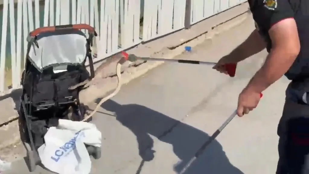 Urfa'da piknik yapan aileyi şoke eden davetsiz misafir