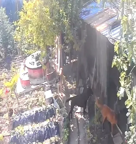 Mudanya'da başıboş köpekler kümese daldı
