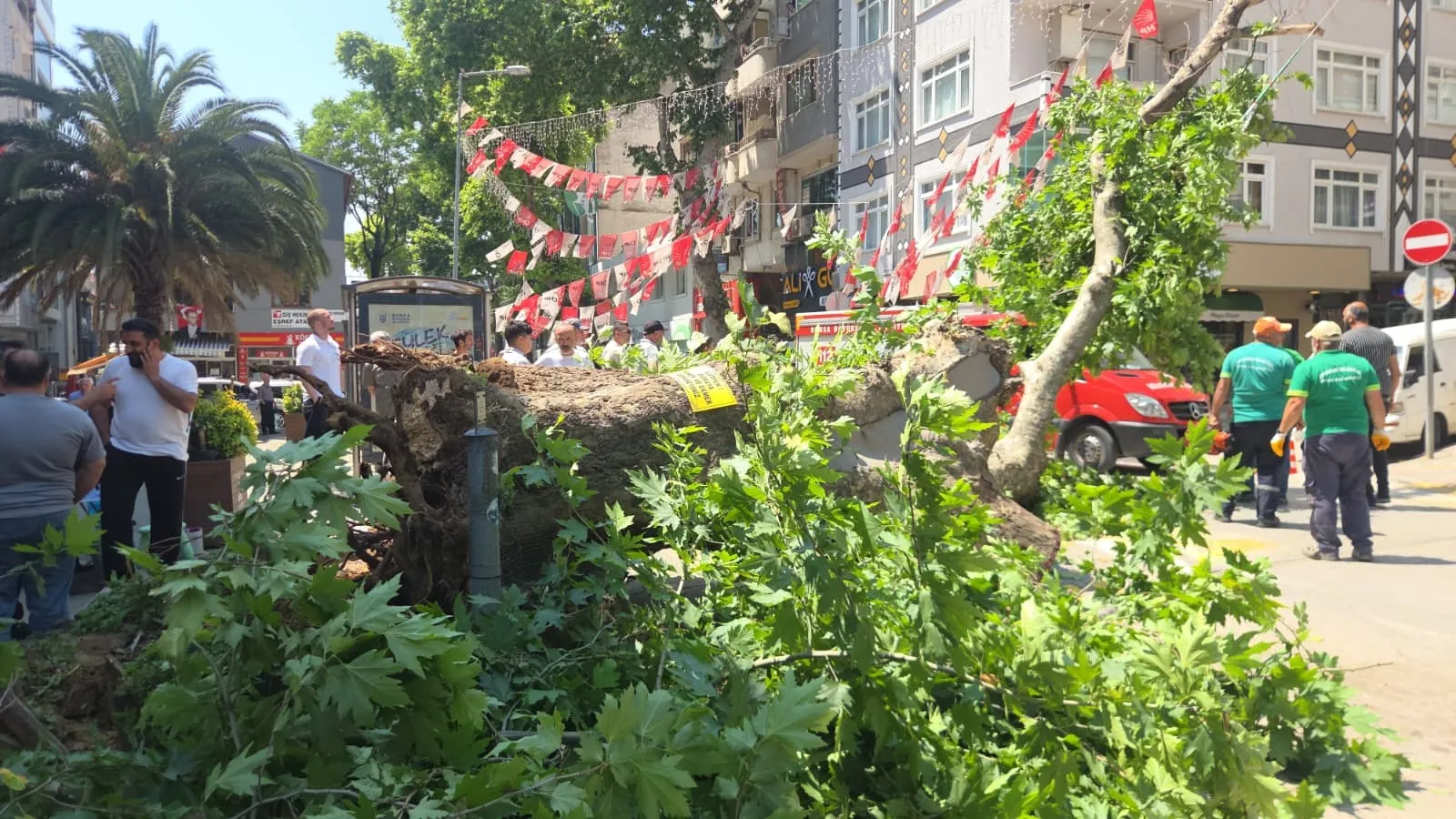Bursa'da tarihi çınar ağacı yola devrildi