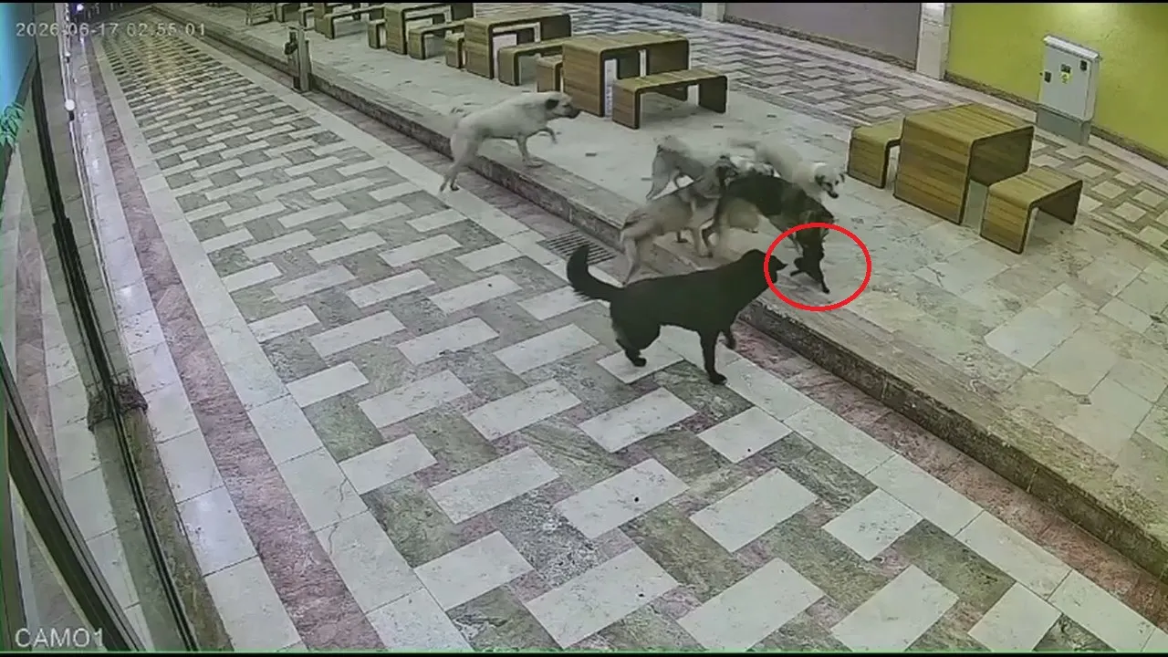 İskenderun çarşısında 6 köpeğin saldırısına uğrayan kedi can verdi