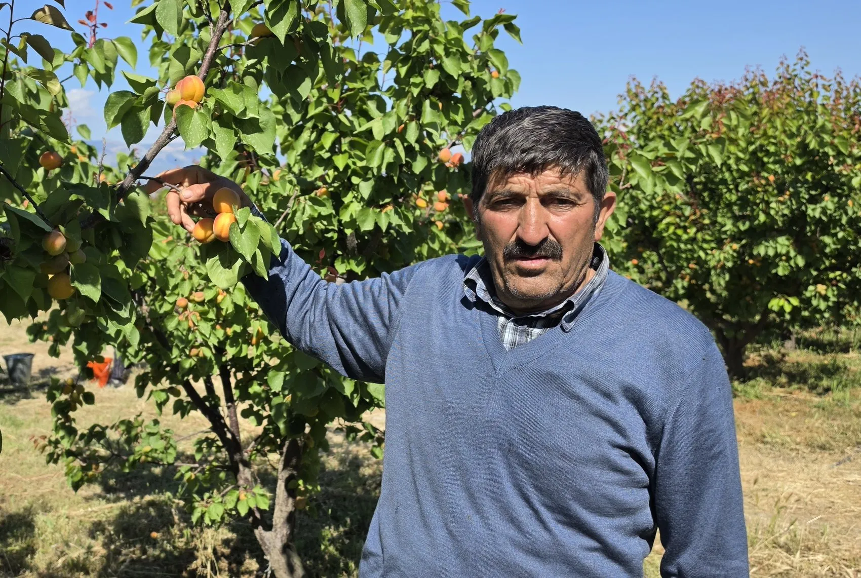 Mut kayısısında bolluk dönemi Üretici rekolteden memnun