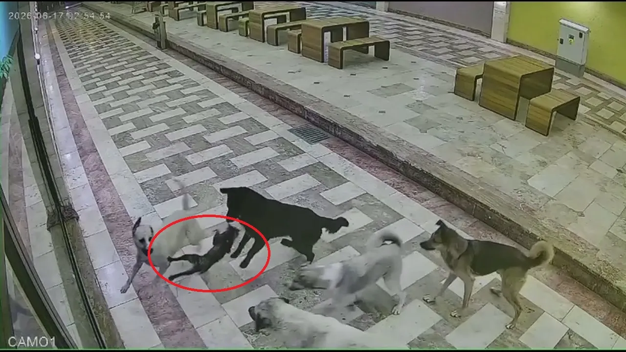 İskenderun çarşısında 6 köpeğin saldırısına uğrayan kedi can verdi