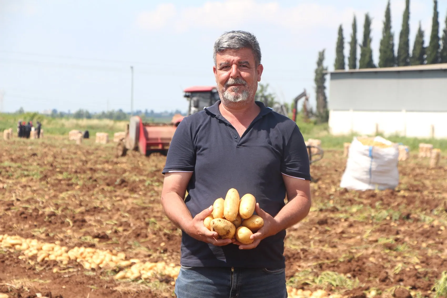 Çukurova’da patates bereketi fiyatı aşağı çekti