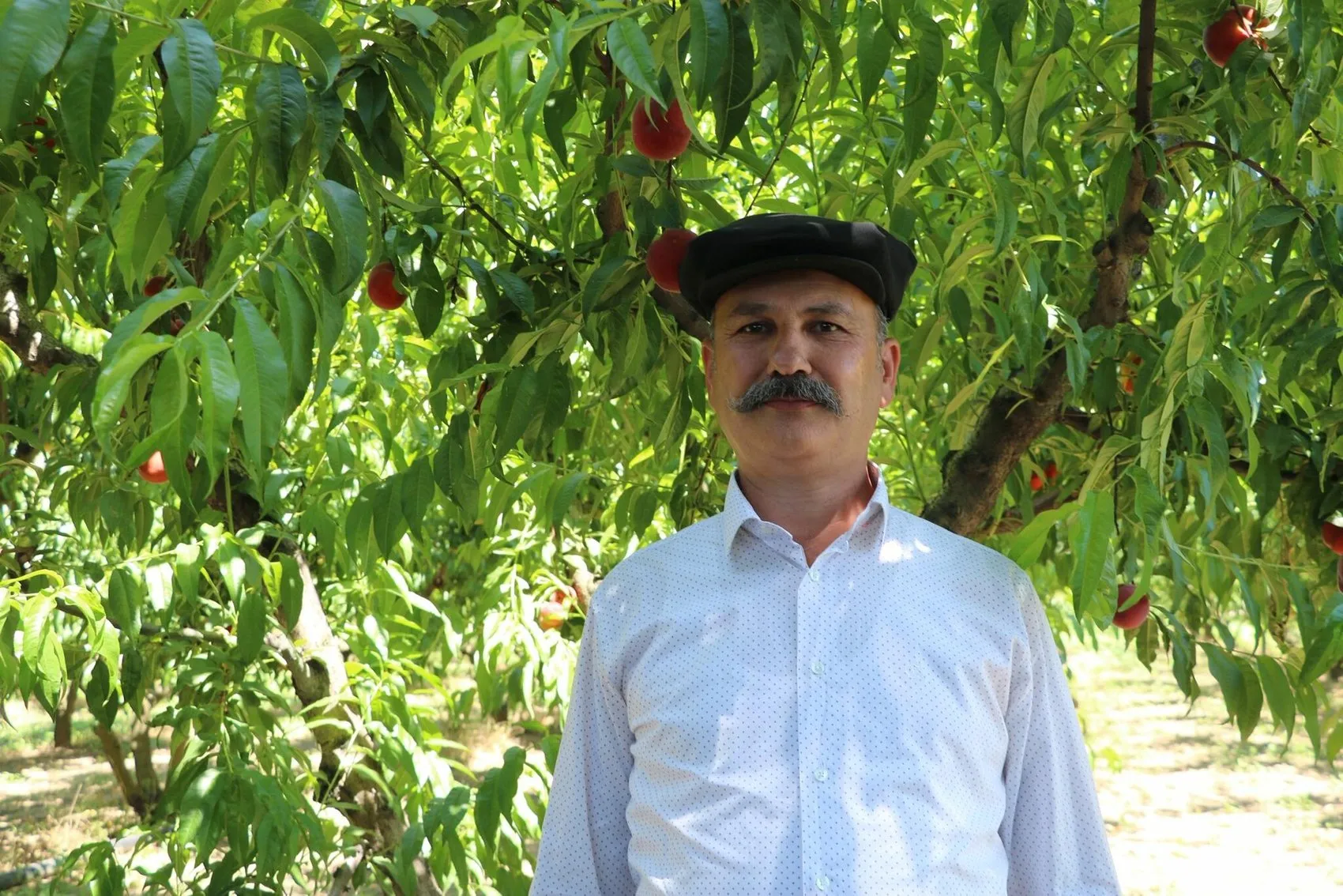Kemalpaşa şeftalisinde bereketli sezon Rekolte yüz güldürecek