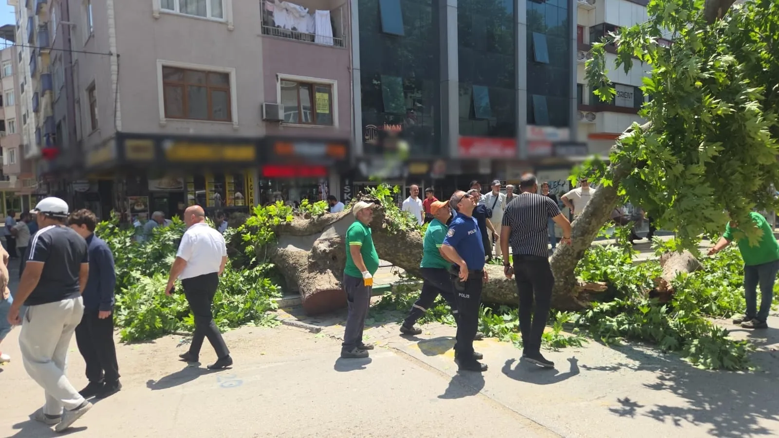 Bursa'da tarihi çınar ağacı yola devrildi