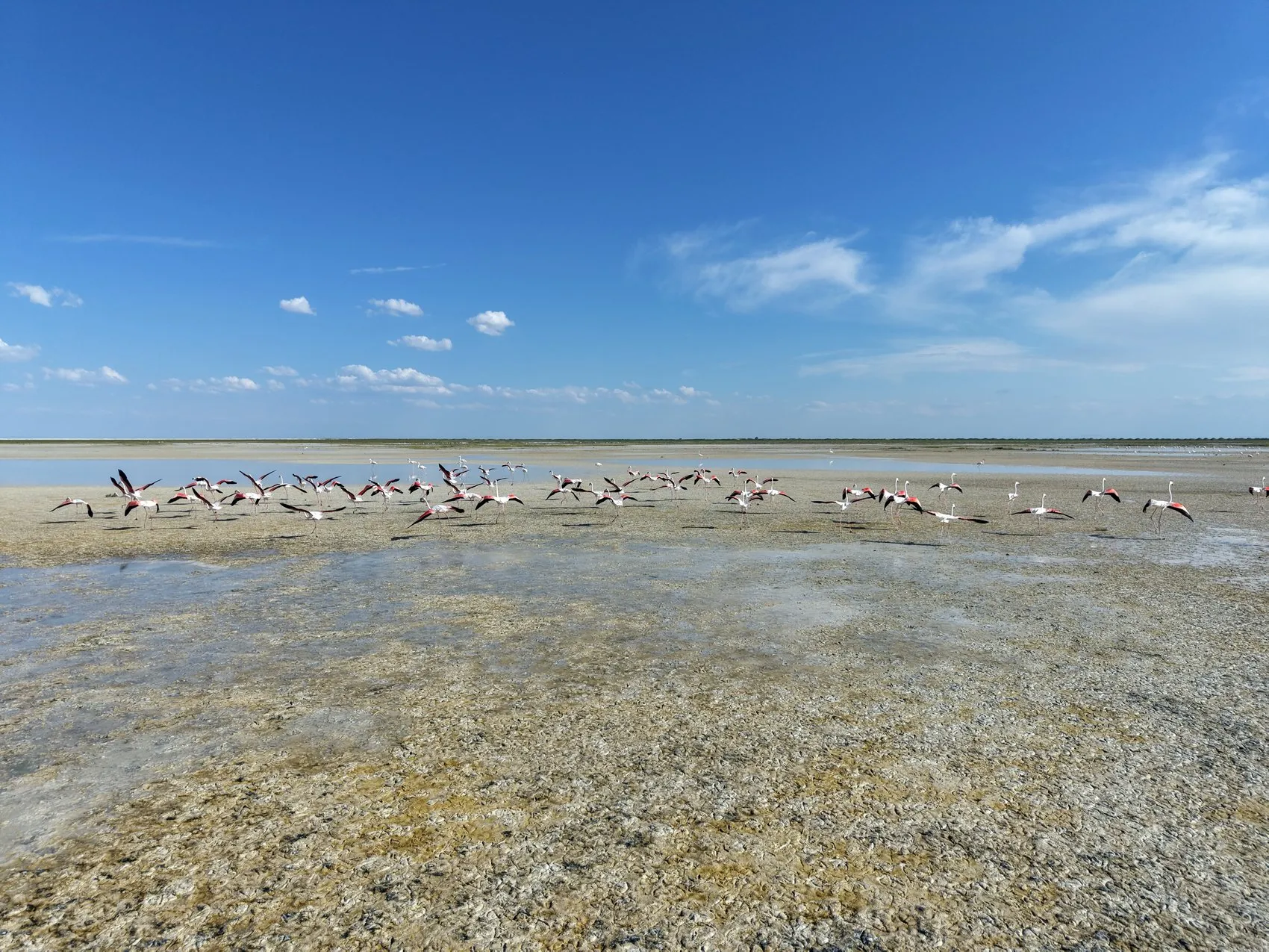 Tuz Gölü flamingo nüfusunda büyük artış yaşanıyor