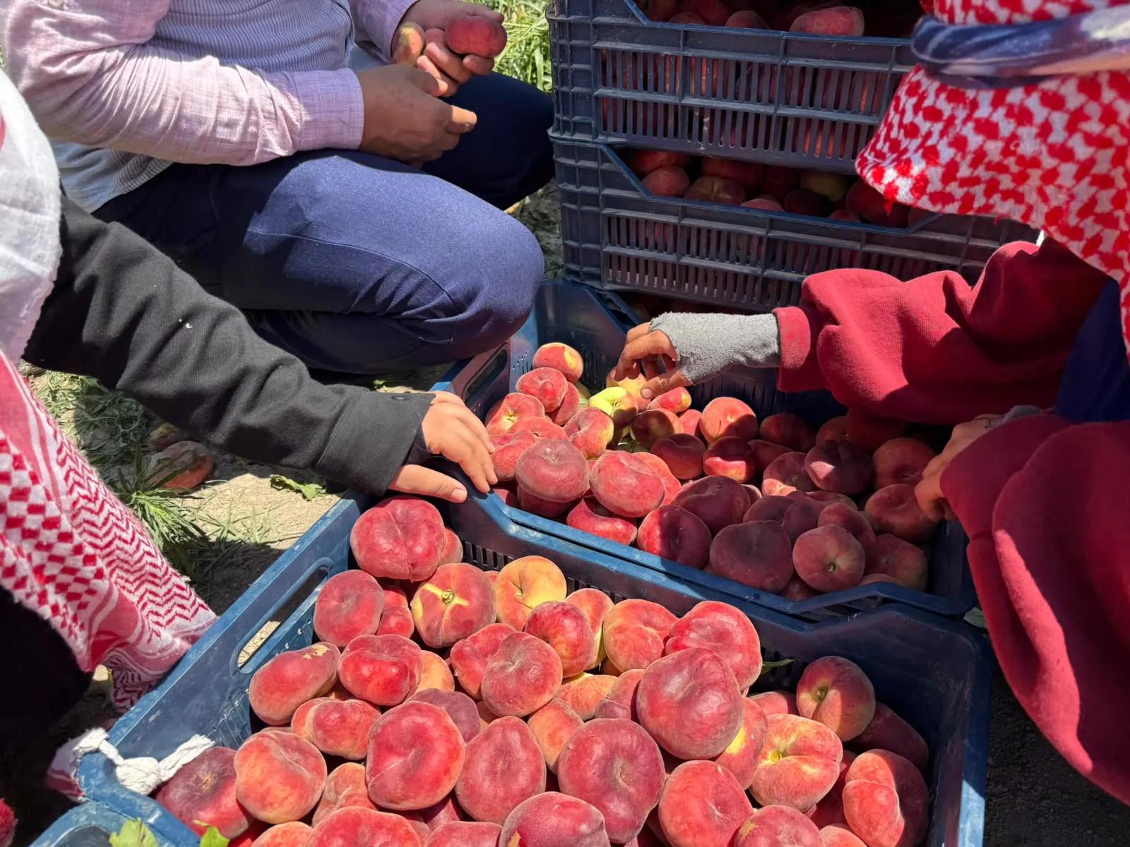 Hatay'da üreticinin 15 liraya sattığı şeftali pazarda 60 lira